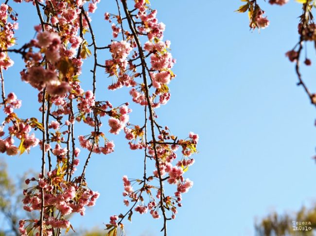 FRESH NEWS: Líbání pod třeští se letos pěkně ošidilo